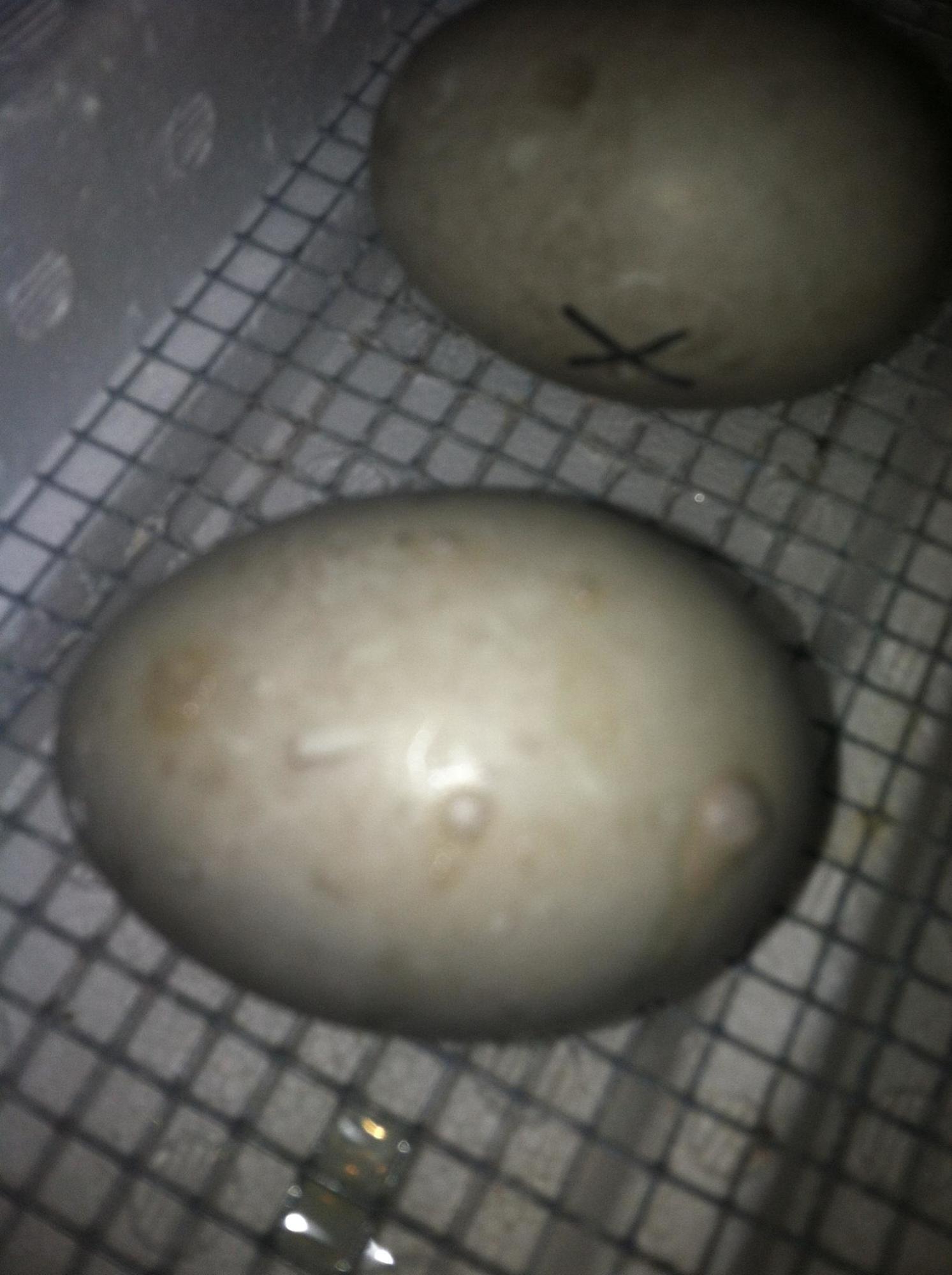 IMG.                                          Incubating ducks eggs and it like they are seeping from pin holes out of the shell
